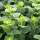 Steam bath fragrance wdt | Spicy | 5 liters Alps Herbs